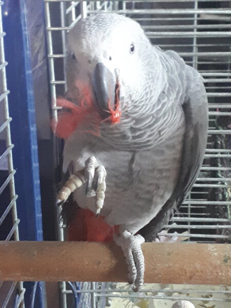 Nie wolno się skubać!