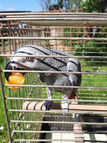 Mandarynka jest dobra!