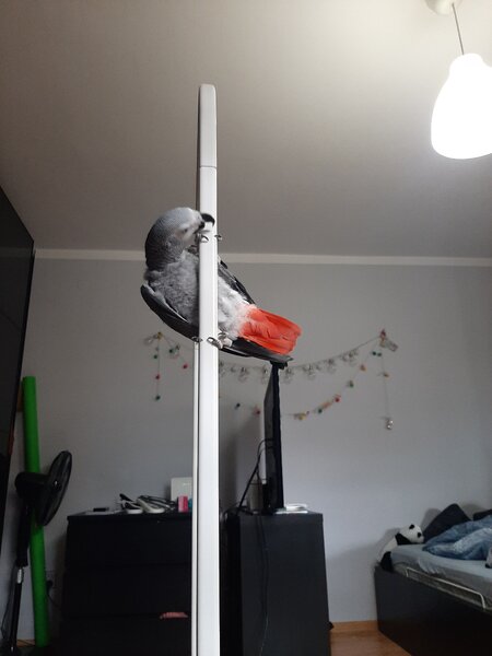 pole dance